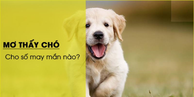 Chiêm bao thấy con cún nên đánh con số đề nào?