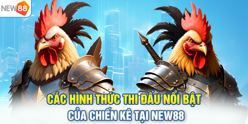 Các hình thức thi đấu nổi bật của chiến kê tại NEW88